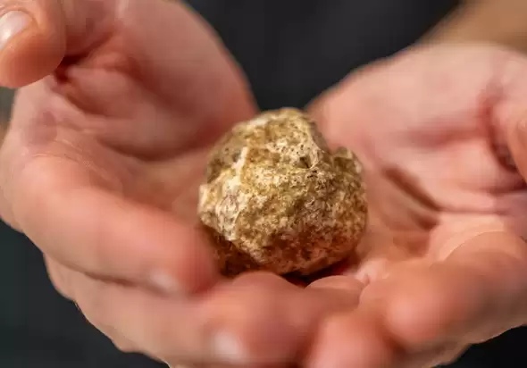 Presentata la 93ª edizione della Fiera Internazionale del Tartufo Bianco d’Alba.
